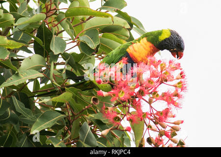 Adelaide Australien. 12. Februar 2019. Eine einheimische australische Rainbow lorikeet' Trichoglossus Moluccanus 'Einzug auf einem roten Blüte Gum Tree' Corymbia Ficifolia" in Adelaide Credit: Amer ghazzal/Alamy leben Nachrichten Stockfoto