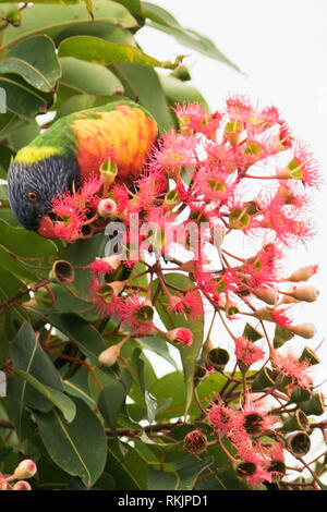 Adelaide Australien. 12. Februar 2019. Eine einheimische australische Rainbow lorikeet' Trichoglossus Moluccanus 'Einzug auf einem roten Blüte Gum Tree' Corymbia Ficifolia" in Adelaide Credit: Amer ghazzal/Alamy leben Nachrichten Stockfoto