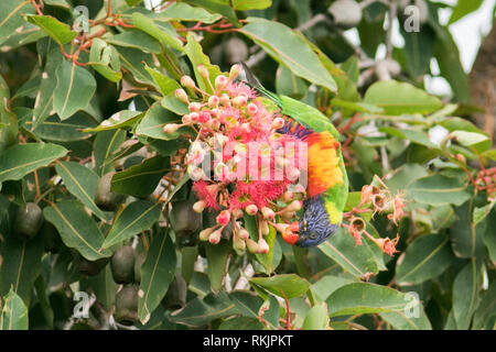 Adelaide Australien. 12. Februar 2019. Eine australische Rainbow lorikeet' Trichoglossus Moluccanus 'Einzug auf einem roten Blüte Gum Tree' Corymbia Ficifolia" in Adelaide Credit: Amer ghazzal/Alamy leben Nachrichten Stockfoto