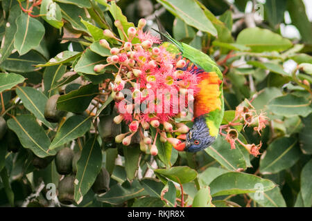 Adelaide Australien. 12. Februar 2019. Eine einheimische australische Rainbow lorikeet' Trichoglossus Moluccanus 'Einzug auf einem roten Blüte Gum Tree' Corymbia Ficifolia" in Adelaide Credit: Amer ghazzal/Alamy leben Nachrichten Stockfoto