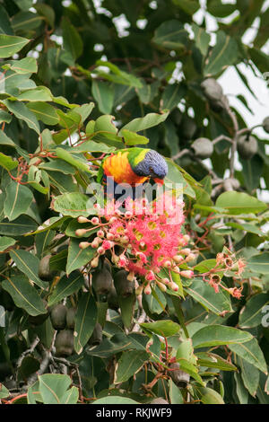 Adelaide Australien. 12. Februar 2019. Eine australische Rainbow lorikeet' Trichoglossus Moluccanus' Fütterung auf rote Blüte Gum Tree' Corymbia Ficifolia" in Adelaide Credit: Amer ghazzal/Alamy leben Nachrichten Stockfoto