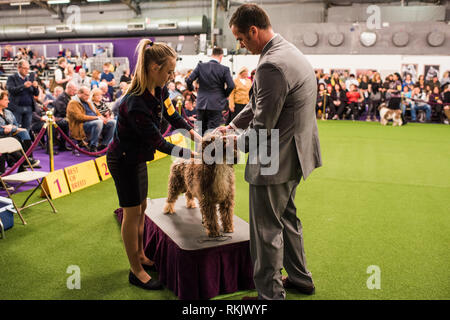 New York City, USA - 11. Februar 2019: Westminster Dog Show in New York City. Credit: Valery Rizzo/Alamy leben Nachrichten Stockfoto