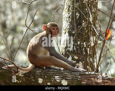 Silver Springs, Florida, USA. 11. Februar 2019. Eine junge Rhesus macaque Affen sitzt auf einem Baum entlang der Silver River in Silver Springs State Park am 11. Februar 2019 in Silver Springs, Florida. Der Park ist die Heimat von mindestens 300 der Primaten, die in Asien sind und sind Nachkommen von einer kleinen Gruppe von Tieren, die in den Wald, nachdem Sie den Bereich, in den 1930er und 1940er Jahren brachte als Touristenattraktion entgangen. Credit: Paul Hennessy/Alamy leben Nachrichten Stockfoto