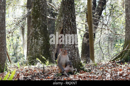 Silver Springs, Florida, USA. 11. Februar 2019. Eine rhesus macaque Affen sitzt in der Nähe von einem Baum entlang der Silver River in Silver Springs State Park am 11. Februar 2019 in Silver Springs, Florida. Der Park ist die Heimat von mindestens 300 der Primaten, die in Asien sind und sind Nachkommen von einer kleinen Gruppe von Tieren, die in den Wald, nachdem Sie den Bereich, in den 1930er und 1940er Jahren brachte als Touristenattraktion entgangen. Credit: Paul Hennessy/Alamy leben Nachrichten Stockfoto