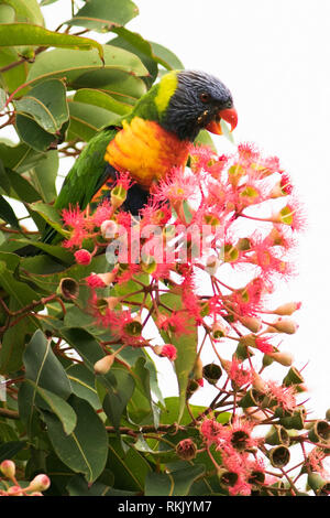 Adelaide Australien. 12. Februar 2019. Eine einheimische australische Rainbow Lorikeet Fütterung an einem blühenden Gum Tree' Corymbia Ficifolia" in Adelaide Credit: Amer ghazzal/Alamy leben Nachrichten Stockfoto