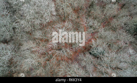 Suche gerade nach unten auf das Tree Tops von oben Stockfoto