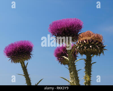 Bunte lila Milch Disteln (Silybum marianum), Thorn Blumen auf blauen Himmel Hintergrund Stockfoto