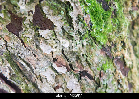 Nahaufnahme der braune Rinde mit grünem Moos Hintergrund auf einem Baum Stockfoto