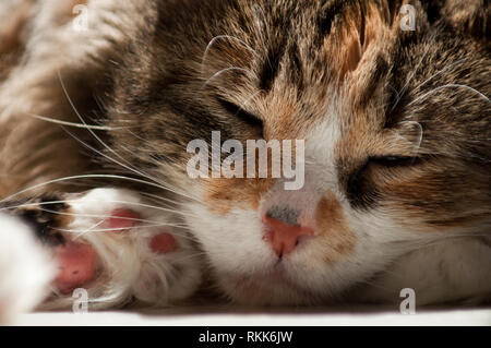 Calico Katze friedlich schlafen in der Sonne Stockfoto