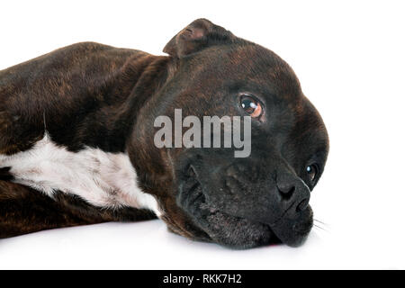 Staffordshire Bullterrier vor weißem Hintergrund Stockfoto