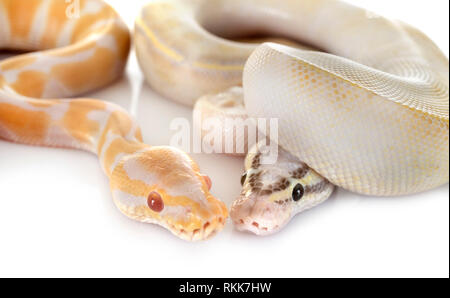 Royal pythons vor weißem Hintergrund Stockfoto