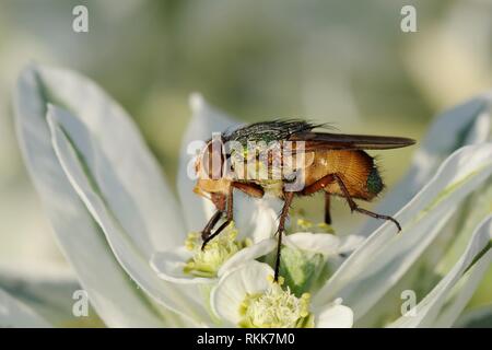 Schmeißfliege (Rhyncomya sp.) Fütterung auf Vielfarbige Wolfsmilch (Euphorbia marginata) Blumen, Lesbos/Lesbos, Griechenland, August. Stockfoto