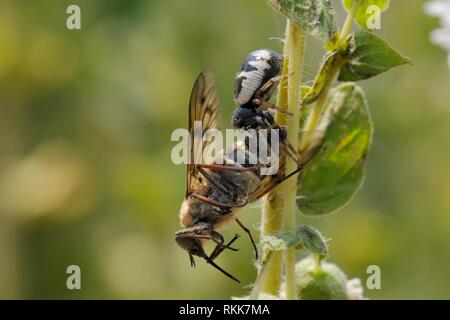 Crab spider (Synema globosum) mit einem Nektar - Fütterung Pferd fliegen (Pangonius pyritosus) als Beute, Lesbos (Lesvos), Griechenland, Juni. Stockfoto