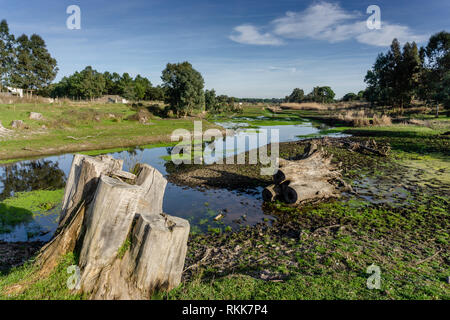 Trunk der gefallenen Hohe getrocknet Baum ohne Blätter und Rinde auf der Bank eines schmalen Flusses im Sommer Stockfoto