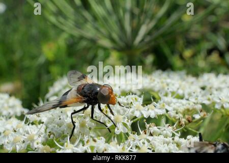 Weibliche Große pied Hoverfly (Volucella pellucens), ein parasit von Wespennester, die auf gemeinsamen Scharfkraut Blumen (Heracleum sphondylium), Julische Alpen, Slowenien. Stockfoto