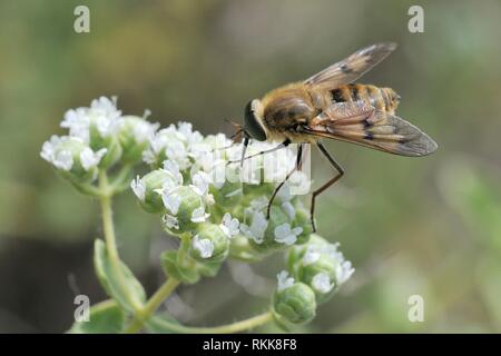 Eine streng Nektar - Fütterung Arten von Pferd fliegen (Pangonius pyritosus) mit einem sehr langen Rüssel Nahrungssuche auf Kretischer Oregano (Origanum onites) Blumen, Stockfoto