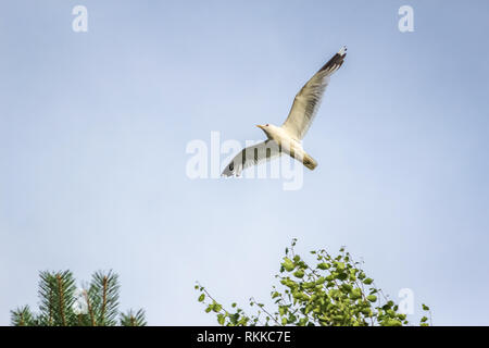 Hungrige Möwe fliegen gegen den bewölkten Himmel vor einem Gewitter mit einem großen Stück Brot in ihrem Schnabel. Stockfoto