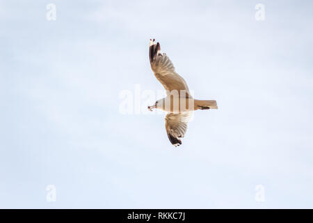 Hungrige Möwe fliegen gegen den bewölkten Himmel vor einem Gewitter mit einem großen Stück Brot in ihrem Schnabel. Stockfoto