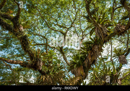 Regen Äste Closeup, mit den tropischen Vogel Nest Farne - Singapur Botanischen Gärten Stockfoto