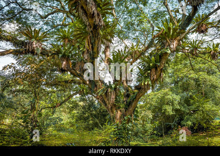 Rain Tree&Tropical Bird's Nest Farne, Pflanzen hoch oben in den Zweigen einer Singapur Dschungel Stockfoto