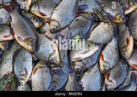 Karausche - Carassius carassius Stockfotografie - Alamy