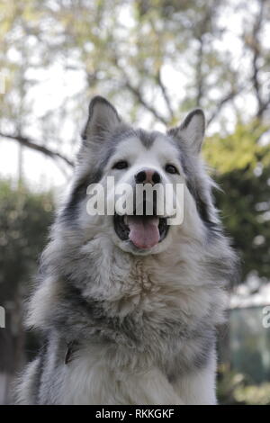Alaskan Malamute Hund lächelnd weg schauen Stockfoto