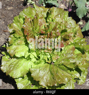 Batavia Salat, Lactuca sativawholesome Stockfoto