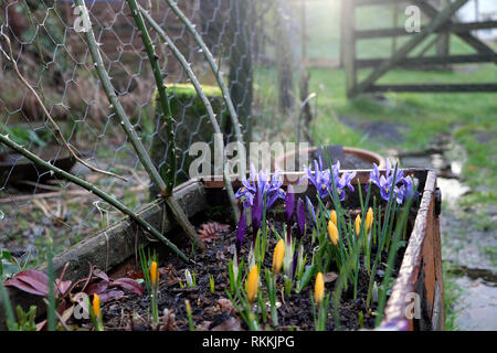 Frühlingszwiebeln Iris reticulata in Blüte mit gelben Krokusblüten Krokusse wachsen in einem großen Blumentopf in einem Garten In Wales Großbritannien KATHY DEWITT Stockfoto