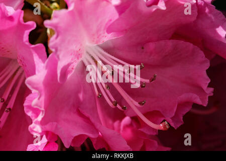 Rhododendron blühen Blumen im Frühling Garten. Stockfoto