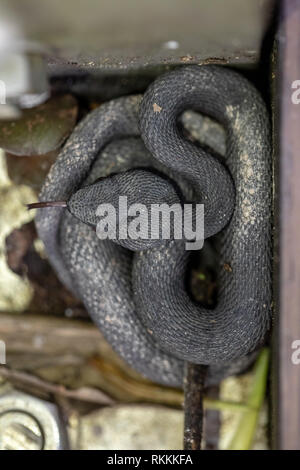 Kleine Mangroven Pit Viper, ein älterer Name purpureomaculatus, die von der Promenade Geländer ruht. Stockfoto