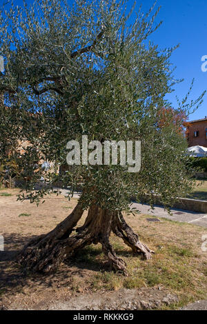 Alter Olivenbaum, Largo Fontebranda, Monteriggioni, Toskana, Italien Stockfoto