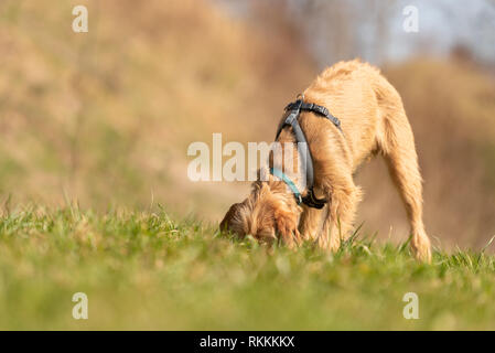 Magyar Vizsla 18 Wochen alten Welpen - Hund schnüffelt im Gras und einer Spur folgen Stockfoto