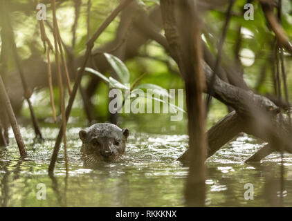 Eine wild glatt beschichtet Otter, Lutra perspicillata, zwischen den Mangroven. Stockfoto