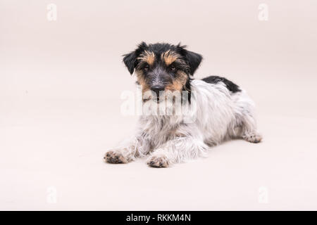 Wenig tricolor Hund liegt vor weißem Hintergrund. Jack Russell Terrier Rauhhaarige Stockfoto