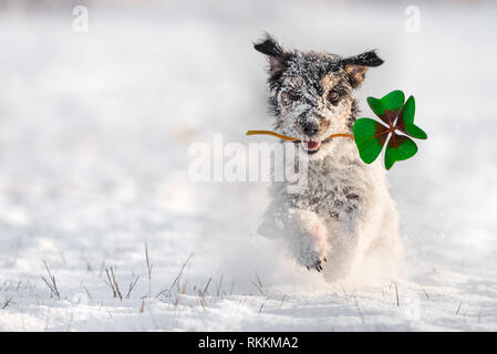 Jack Russell Terrier - bringt Glück in Form eines vierblättrigen Kleeblatt - Silvester mit Schnee Stockfoto