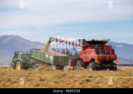 Annat, Canterbury, Neuseeland - 1. Februar 2019: EIN CASE Feldhäcksler entlädt Gras Samen in ein Fach von einem John Deere Traktor gezogenen Mähdrescher Stockfoto