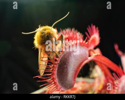 Eine Motte ist gefangen in einem hellen Rot, fleischfressende Pflanzen, Venus Trap gegen einen schwarzen Hintergrund Fliegen. Stockfoto