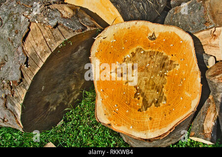 Baum mit jahresringen und ein Bild in der Mitte des Baumes. Stockfoto