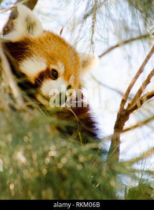 In der Nähe eines hübschen Roten Panda (Ailurus fulgens) auf der Suche nach Ästen. Neugierig Panda hält ein wachsames Lookout. Stockfoto