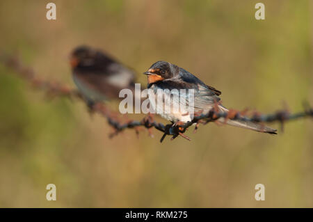 Auf dem verrosteten Stacheldraht sitzenden Scheunenschwalben (Hirundo rustica). Stockfoto