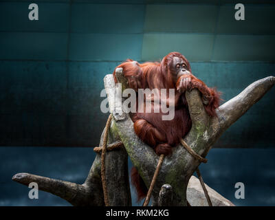 Brookfield Zoo Orang-utan, Chicago, Illinois Stockfoto