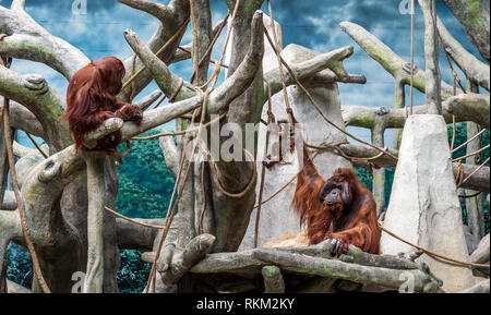 Der Brookfield Zoo Orang-utan-Familie. Stockfoto