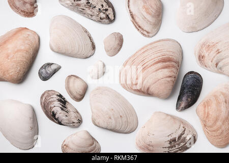 Vielzahl von großen und kleinen Muscheln auf weißem Hintergrund. Stockfoto