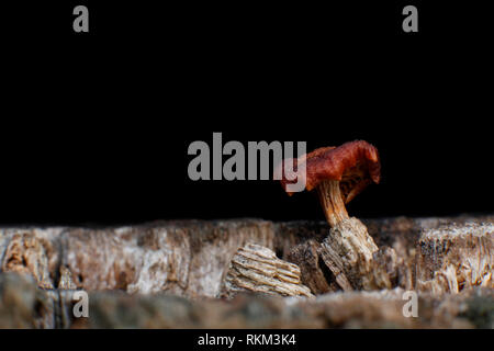 Kleine Pilze, die auf den Stamm eines geschnittenen Baum geboren wird, damit die Wiedergeburt des neuen Lebens nach dem Tod des Baumes. Stockfoto