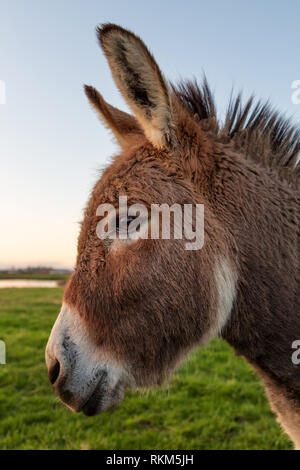 Close-up Farbe Bild von einem Esel mit goldenen Sonnenlicht. Stockfoto