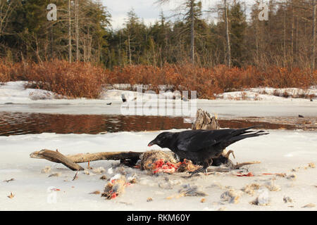 Eine gemeinsame Raven essen eine cottontail Rabbit Stockfoto