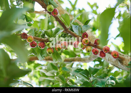 Apple tree branch voller Wachs apple Früchte Stockfoto