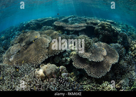 Gesund noch fragilen Korallen gedeihen in Raja Ampat, Indonesien. Dieser schönen und abgelegenen Region ist bekannt für seine erstaunliche Artenvielfalt des Meeres bekannt. Stockfoto