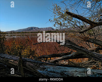 Gefallenen baum Zweige an einem Seeufer in Pahranagat National Wildlife Refuge. Stockfoto