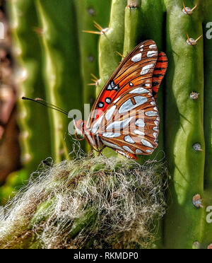 Ein Monarch Butterfly mit eingeklappten Flügeln ruht auf einem dornigen westlichen Kalifornien Kaktus. Stockfoto